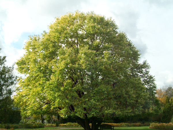 Kastura Tree (Cercidiphyllum japonicum)
An older tree with the typical rounded outline.